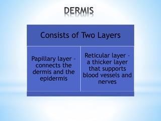 Consists of Two Layers
Papillary layer –
connects the
dermis and the
epidermis
Reticular layer –
a thicker layer
that supports
blood vessels and
nerves
 