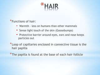 *
*Functions of hair:
• Warmth – less on humans than other mammals
• Sense light touch of the skin (Goosebumps)
• Protective barrier around eyes, ears and nose keeps
particles out
*Loop of capillaries enclosed in connective tissue is the
hair papilla
*The papilla is found at the base of each hair follicle
 