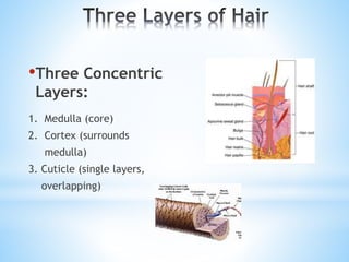 •Three Concentric
Layers:
1. Medulla (core)
2. Cortex (surrounds
medulla)
3. Cuticle (single layers,
overlapping)
 