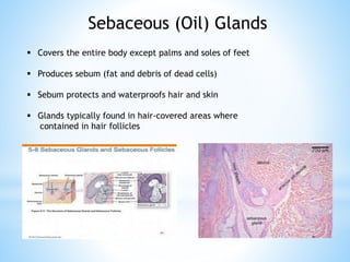 Sebaceous (Oil) Glands
 Covers the entire body except palms and soles of feet
 Produces sebum (fat and debris of dead cells)
 Sebum protects and waterproofs hair and skin
 Glands typically found in hair-covered areas where
contained in hair follicles
 
