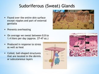 Sudoriferous (Sweat) Glands
 Found over the entire skin surface
except nipples and part of external
genitalia
 Prevents overheating
 On average we sweat between 0.8 to
1.4 liters per day (approx. 27-47 oz.)
 Produced in response to stress
as well as heat
 Coiled, ball-shaped structures
that are located in the dermis
or subcutaneous layers
 