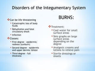Can be life threatening
• Catastrophic loss of body
fluids
• Dehydration and fatal
circulatory shock
• Infection
Classes:
• First degree – epidermis:
redness (sunburn)
• Second degree – epidermis
and upper dermis: blister
• Third degree - full
thickness
Treatment:
• Cool water for small
surface areas
• Skin graphs on large
surface areas
depending on the
degree
• Analgesic creams and
lotions to relieve pain
• Sterile dressings or
sheets
Disorders of the Integumentary System
BURNS:
 