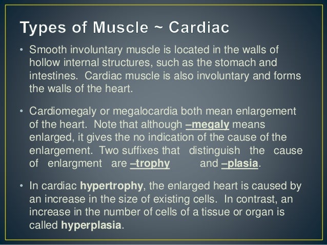 The Muscular System