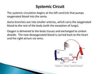 Systemic Circuit
The systemic circulation begins at the left ventricle that pumps
oxygenated blood into the aorta.
Aorta branches out into smaller arteries, which carry the oxygenated
blood to the rest of the body (with the exception of lungs).
Oxygen is delivered to the body tissues and exchanged to carbon
dioxide. The now deoxygenated blood is carried back to the heart
and the right atrium via veins.
 
