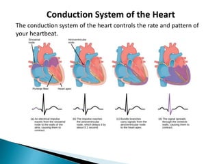 Conduction System of the Heart
The conduction system of the heart controls the rate and pattern of
your heartbeat.
 