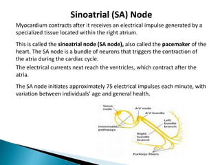 Sinoatrial (SA) Node
Myocardium contracts after it receives an electrical impulse generated by a
specialized tissue located within the right atrium.
This is called the sinoatrial node (SA node), also called the pacemaker of the
heart. The SA node is a bundle of neurons that triggers the contraction of
the atria during the cardiac cycle.
The electrical currents next reach the ventricles, which contract after the
atria.
The SA node initiates approximately 75 electrical impulses each minute, with
variation between individuals’ age and general health.
 