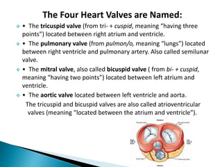 The Four Heart Valves are Named:
 • The tricuspid valve (from tri- + cuspid, meaning “having three
points”) located between right atrium and ventricle.
 • The pulmonary valve (from pulmon/o, meaning “lungs”) located
between right ventricle and pulmonary artery. Also called semilunar
valve.
 • The mitral valve, also called bicuspid valve ( from bi- + cuspid,
meaning “having two points”) located between left atrium and
ventricle.
 • The aortic valve located between left ventricle and aorta.
The tricuspid and bicuspid valves are also called atrioventricular
valves (meaning “located between the atrium and ventricle”).
 