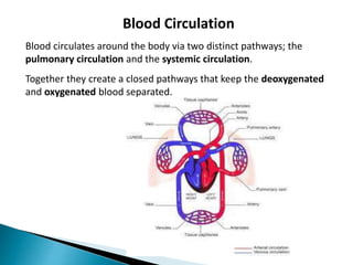 Blood Circulation
Blood circulates around the body via two distinct pathways; the
pulmonary circulation and the systemic circulation.
Together they create a closed pathways that keep the deoxygenated
and oxygenated blood separated.
 