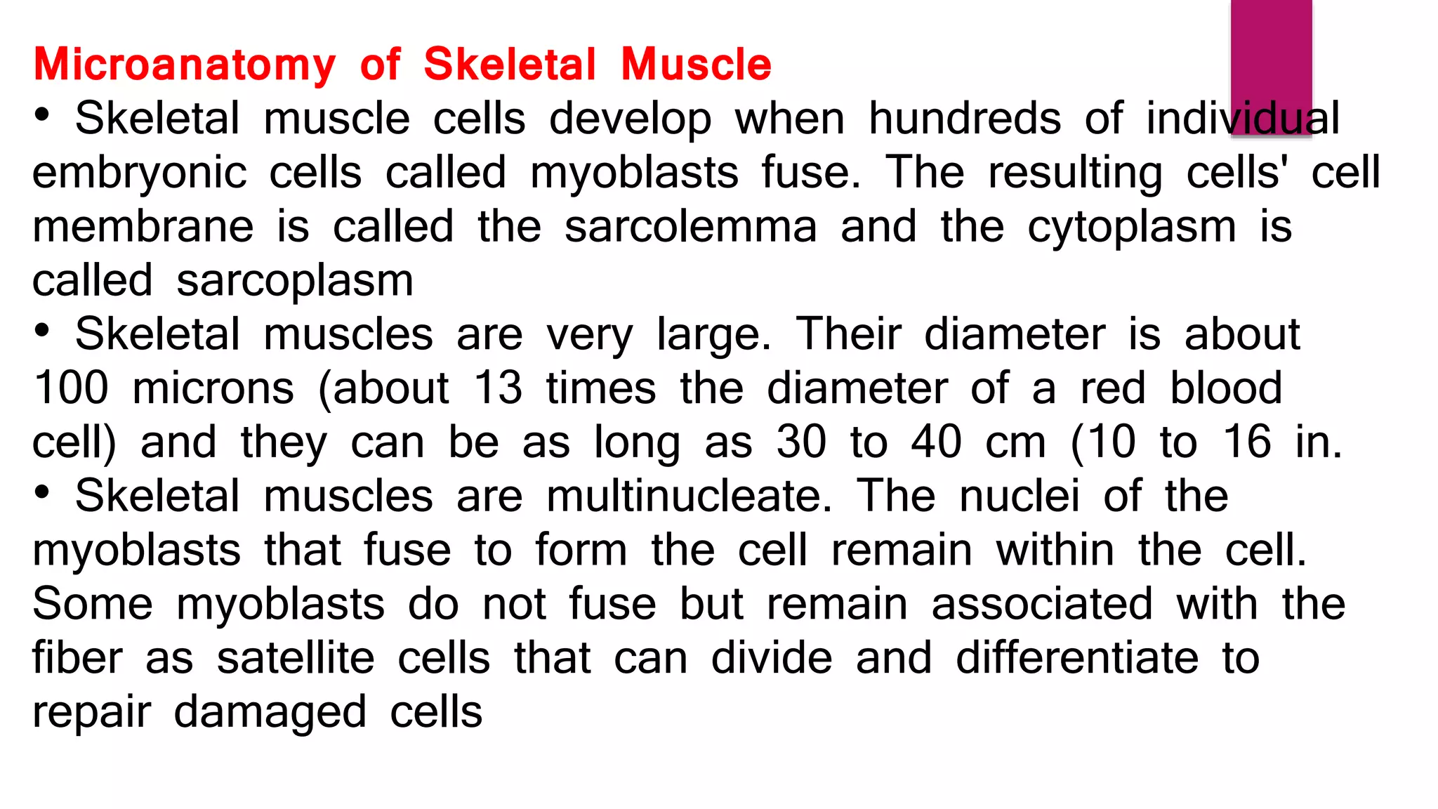 Microanatomy of Skeletal Muscle
• Skeletal muscle cells develop when hundreds of individual
embryonic cells called myoblasts fuse. The resulting cells' cell
membrane is called the sarcolemma and the cytoplasm is
called sarcoplasm
• Skeletal muscles are very large. Their diameter is about
100 microns (about 13 times the diameter of a red blood
cell) and they can be as long as 30 to 40 cm (10 to 16 in.
• Skeletal muscles are multinucleate. The nuclei of the
myoblasts that fuse to form the cell remain within the cell.
Some myoblasts do not fuse but remain associated with the
fiber as satellite cells that can divide and differentiate to
repair damaged cells
 