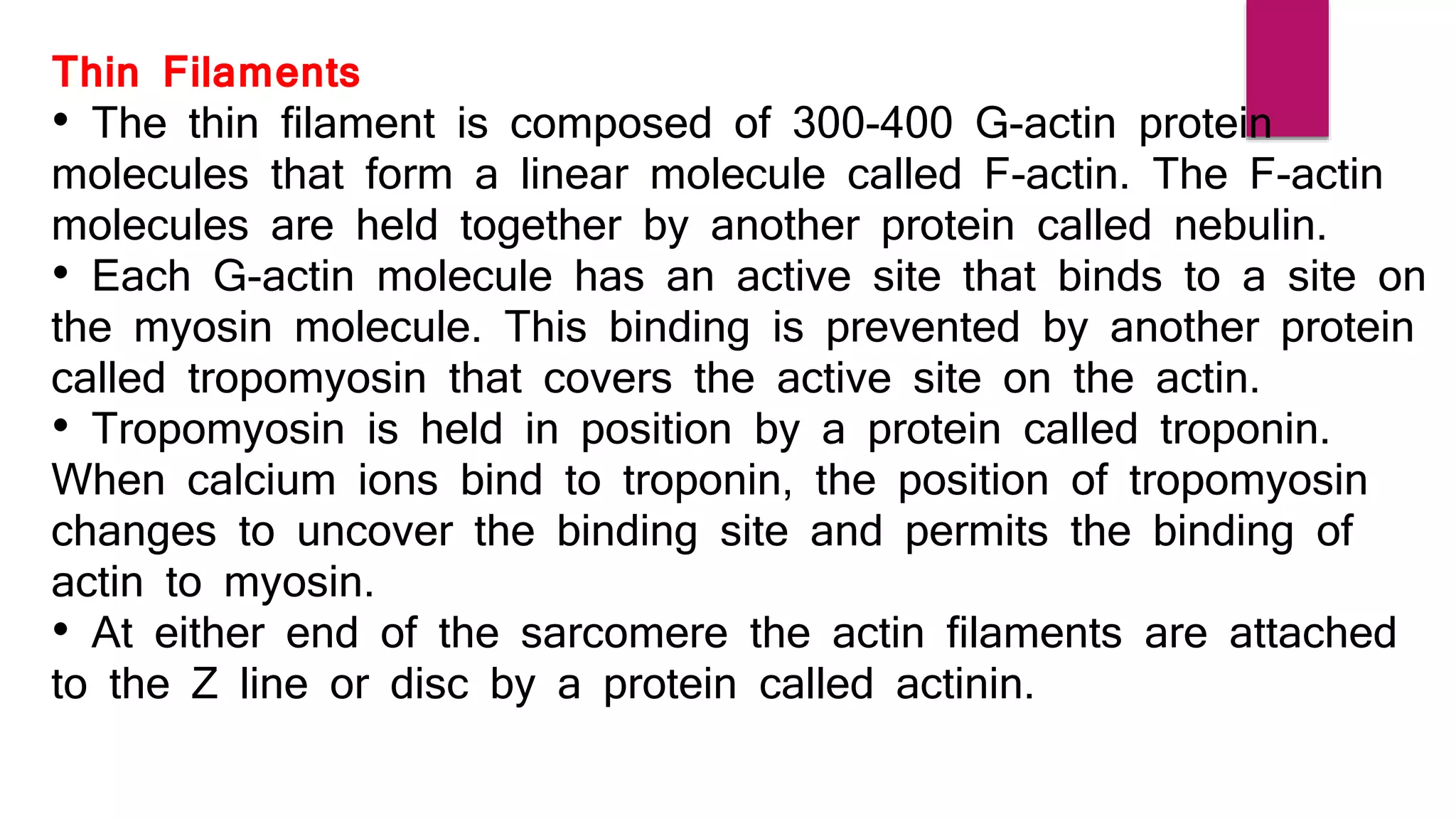 Thin Filaments
• The thin filament is composed of 300-400 G-actin protein
molecules that form a linear molecule called F-actin. The F-actin
molecules are held together by another protein called nebulin.
• Each G-actin molecule has an active site that binds to a site on
the myosin molecule. This binding is prevented by another protein
called tropomyosin that covers the active site on the actin.
• Tropomyosin is held in position by a protein called troponin.
When calcium ions bind to troponin, the position of tropomyosin
changes to uncover the binding site and permits the binding of
actin to myosin.
• At either end of the sarcomere the actin filaments are attached
to the Z line or disc by a protein called actinin.
 