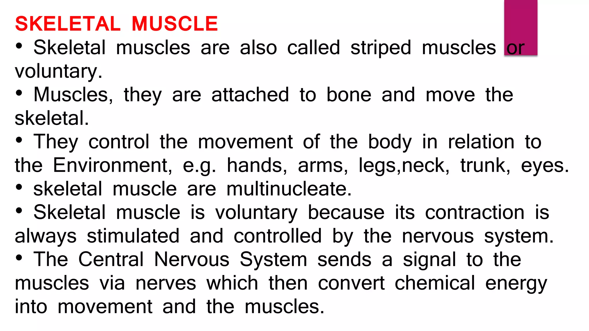 SKELETAL MUSCLE
• Skeletal muscles are also called striped muscles or
voluntary.
• Muscles, they are attached to bone and move the
skeletal.
• They control the movement of the body in relation to
the Environment, e.g. hands, arms, legs,neck, trunk, eyes.
• skeletal muscle are multinucleate.
• Skeletal muscle is voluntary because its contraction is
always stimulated and controlled by the nervous system.
• The Central Nervous System sends a signal to the
muscles via nerves which then convert chemical energy
into movement and the muscles.
 