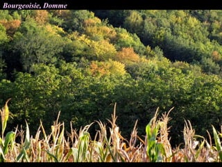 Bourgeoisie, Domme
 