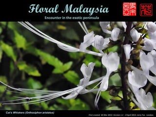 Floral Malaysia
                              Encounter in the exotic peninsula




Cat’s Whiskers (Orthosiphon aristatus)
                                                        First created 30 Mar 2013. Version 1.1 - 8 April 2013. Jerry Tse. London .
 