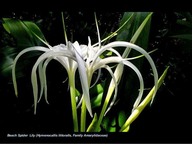 Floral Malaysia - Encouter in the exotic peninsula