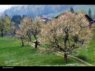 Spring blossoms.
 