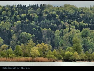Shades of trees by the shore of Lake Zurich.
 