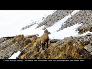 A Chamois (Rupicapra rupicapra), a goat-antelope, native to mountains of Europe, from Carpathian Mountains to the Pyrenees. Pilatus.
 