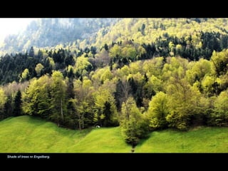 Shade of trees nr Engelberg.
 