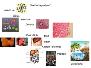 Nivells d’organització atòmic subatòmic molecular Cel·lular Pluricel·lular teixit òrgan Aparells i sistemes Ecosistema  Població 