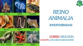 REINO
ANIMALIA
INVERTEBRADOS
CURSO: BIOLOGÍA
DOCENTE: LUIS CARLOS OJEDA GARCÍA
 