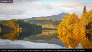 Scottish Loch
Lochs are deep sea inlets. This Loch Ard in the background is Ben Lomond. Trees are Norwegian Spruce, Birch and Rowan.
 