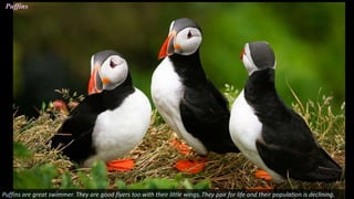 Puffins
Puffins are great swimmer. They are good flyers too with their little wings. They pair for life and their population is declining.
 