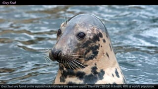 Grey Seal
Grey Seals are found on the exposed rocky northern and western coasts. There are 120,000 in Britain, 40% of world’s population.
 