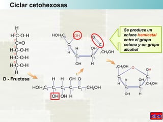 Ciclar cetohexosas
D - Fructosa
Se produce un
enlace hemicetal
entre el grupo
cetona y un grupo
alcohol
Se produce un
enlace hemicetal
entre el grupo
cetona y un grupo
alcohol
 