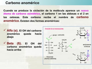 Carbono anomérico
Cuando se produce la ciclación de la molécula aparece un nuevo
átomo de carbono asimétrico, el carbono 1 en las aldosas o el 2 en
las cetosas. Este carbono recibe el nombre de carbono
anomérico. Existen dos formas anoméricas:
 Alfa (α). El OH del carbono
anomérico queda hacia
abajo
 Beta (ß). El OH del
carbono anomérico queda
hacia arriba
 
