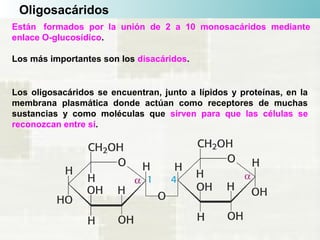 Oligosacáridos
Están formados por la unión de 2 a 10 monosacáridos mediante
enlace O-glucosídico.
Los más importantes son los disacáridos.
Los oligosacáridos se encuentran, junto a lípidos y proteínas, en la
membrana plasmática donde actúan como receptores de muchas
sustancias y como moléculas que sirven para que las células se
reconozcan entre sí.
 