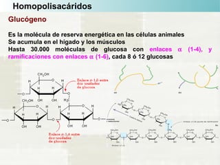 Homopolisacáridos
Glucógeno
Es la molécula de reserva energética en las células animales
Se acumula en el hígado y los músculos
Hasta 30.000 moléculas de glucosa con enlaces α (1-4), y
ramificaciones con enlaces α (1-6), cada 8 ó 12 glucosas
 