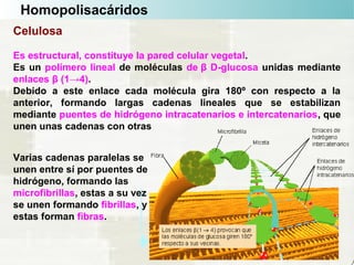 Homopolisacáridos
Celulosa
Es estructural, constituye la pared celular vegetal.
Es un polímero lineal de moléculas de β D-glucosa unidas mediante
enlaces β (1→4).
Debido a este enlace cada molécula gira 180º con respecto a la
anterior, formando largas cadenas lineales que se estabilizan
mediante puentes de hidrógeno intracatenarios e intercatenarios, que
unen unas cadenas con otras
Varias cadenas paralelas se
unen entre sí por puentes de
hidrógeno, formando las
microfibrillas, estas a su vez
se unen formando fibrillas, y
estas forman fibras.
 