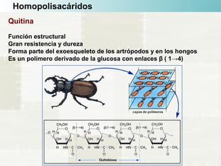 Homopolisacáridos
Quitina
Función estructural
Gran resistencia y dureza
Forma parte del exoesqueleto de los artrópodos y en los hongos
Es un polímero derivado de la glucosa con enlaces β ( 1→4)
 