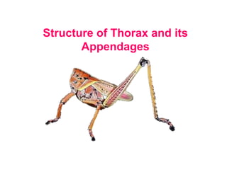 Structure of Thorax and its
Appendages
 
