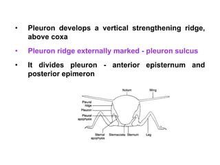 Epimeron Insect T 06 Thorax.ppt