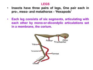 Corium Insects T 06 Thorax.ppt