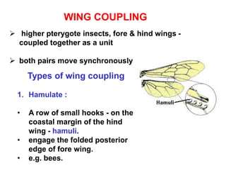 T 06 Thorax.ppt