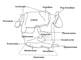 Epimeron Insect T 06 Thorax.ppt