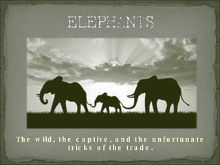The wild, the captive, and the unfortunate tricks of the trade. 