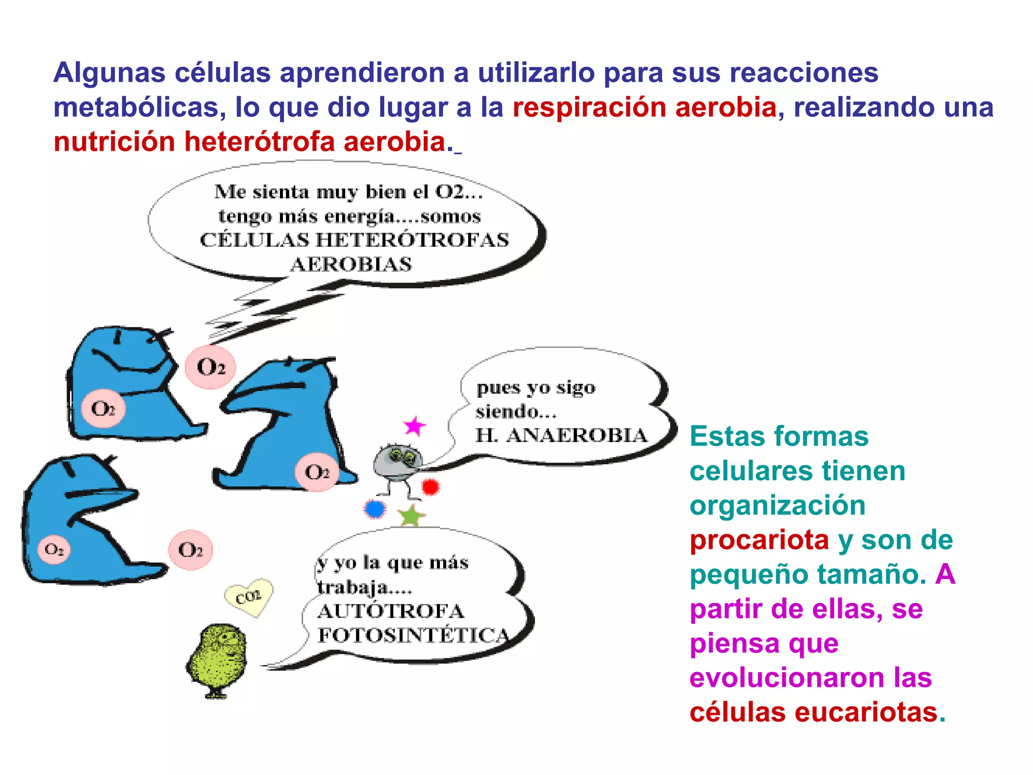 Algunas células aprendieron a utilizarlo para sus reacciones
metabólicas, lo que dio lugar a la respiración aerobia, realizando una
nutrición heterótrofa aerobia.
Estas formas
celulares tienen
organización
procariota y son de
pequeño tamaño. A
partir de ellas, se
piensa que
evolucionaron las
células eucariotas.
 