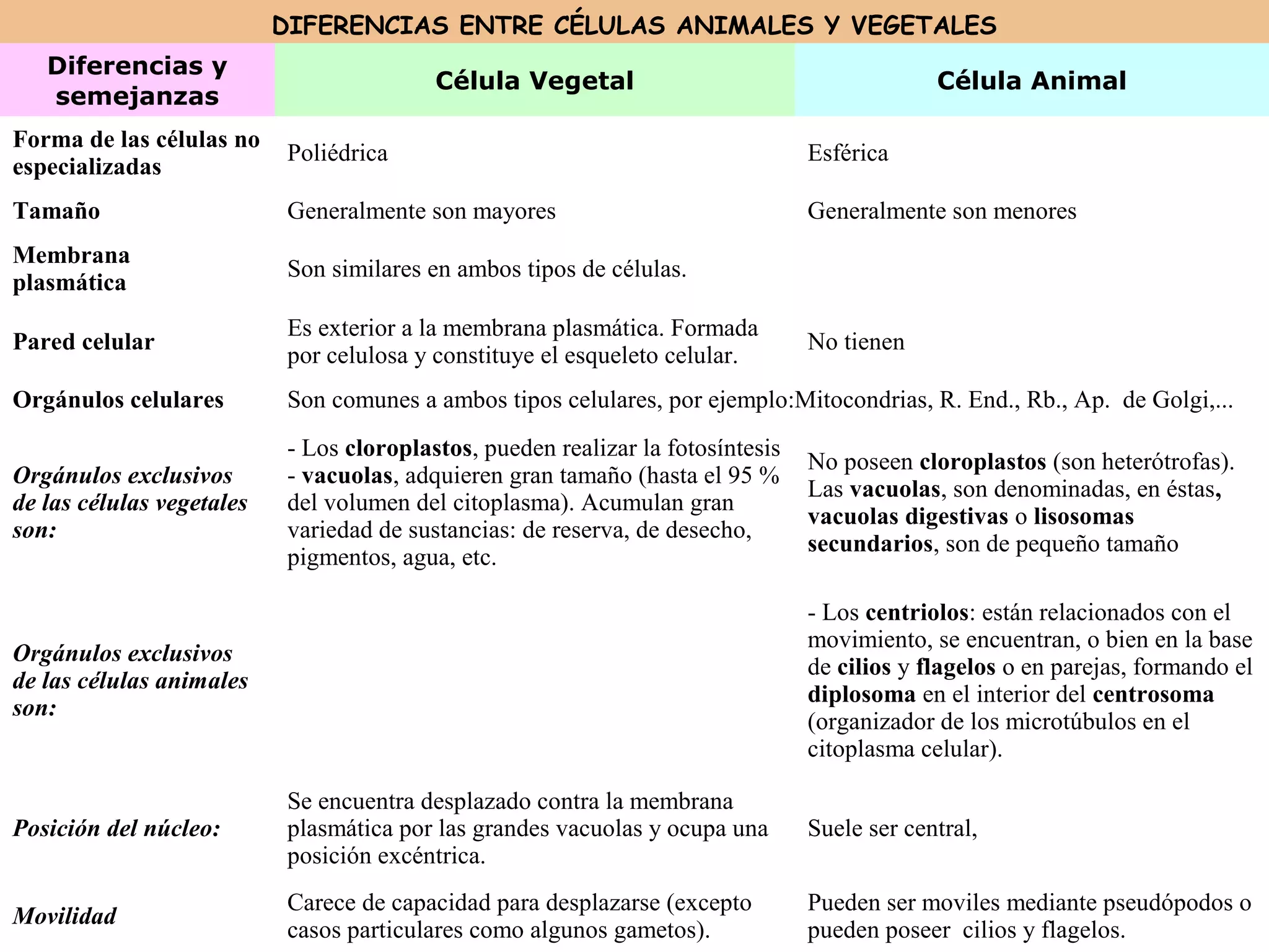DIFERENCIAS ENTRE CÉLULAS ANIMALES Y VEGETALES
Diferencias y
semejanzas
Célula Vegetal Célula Animal
Forma de las células no
especializadas
Poliédrica Esférica
Tamaño Generalmente son mayores Generalmente son menores
Membrana
plasmática
Son similares en ambos tipos de células.
Pared celular
Es exterior a la membrana plasmática. Formada
por celulosa y constituye el esqueleto celular.
No tienen
Orgánulos celulares Son comunes a ambos tipos celulares, por ejemplo:Mitocondrias, R. End., Rb., Ap. de Golgi,...
Orgánulos exclusivos
de las células vegetales
son:
- Los cloroplastos, pueden realizar la fotosíntesis
- vacuolas, adquieren gran tamaño (hasta el 95 %
del volumen del citoplasma). Acumulan gran
variedad de sustancias: de reserva, de desecho,
pigmentos, agua, etc.
No poseen cloroplastos (son heterótrofas).
Las vacuolas, son denominadas, en éstas,
vacuolas digestivas o lisosomas
secundarios, son de pequeño tamaño
Orgánulos exclusivos
de las células animales
son:
- Los centriolos: están relacionados con el
movimiento, se encuentran, o bien en la base
de cilios y flagelos o en parejas, formando el
diplosoma en el interior del centrosoma
(organizador de los microtúbulos en el
citoplasma celular).
Posición del núcleo:
Se encuentra desplazado contra la membrana
plasmática por las grandes vacuolas y ocupa una
posición excéntrica.
Suele ser central,
Movilidad
Carece de capacidad para desplazarse (excepto
casos particulares como algunos gametos).
Pueden ser moviles mediante pseudópodos o
pueden poseer cilios y flagelos.
 