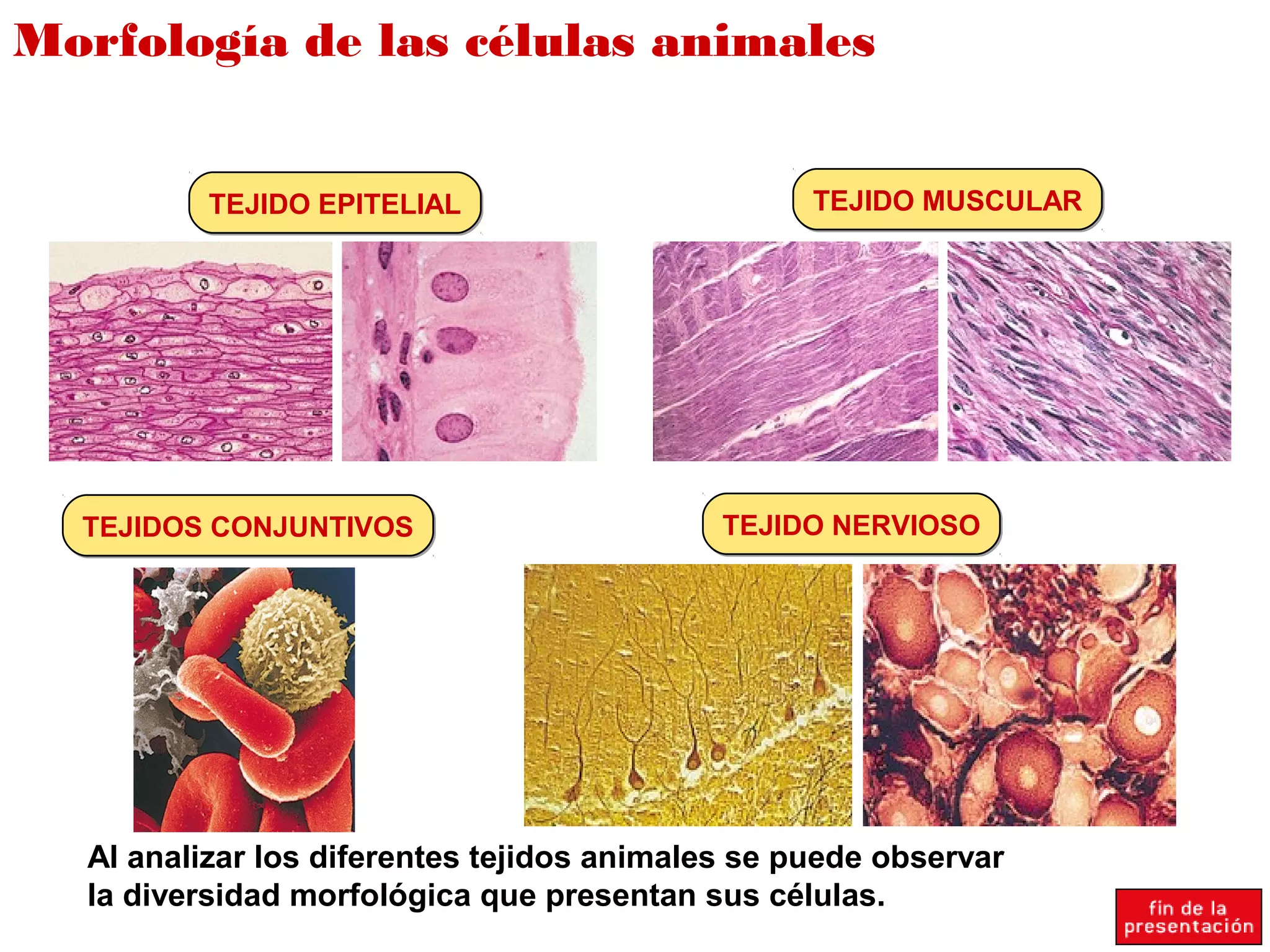 Morfología de las células animales
TEJIDO EPITELIALTEJIDO EPITELIAL TEJIDO MUSCULARTEJIDO MUSCULAR
TEJIDOS CONJUNTIVOSTEJIDOS CONJUNTIVOS TEJIDO NERVIOSOTEJIDO NERVIOSO
Al analizar los diferentes tejidos animales se puede observar
la diversidad morfológica que presentan sus células.
 