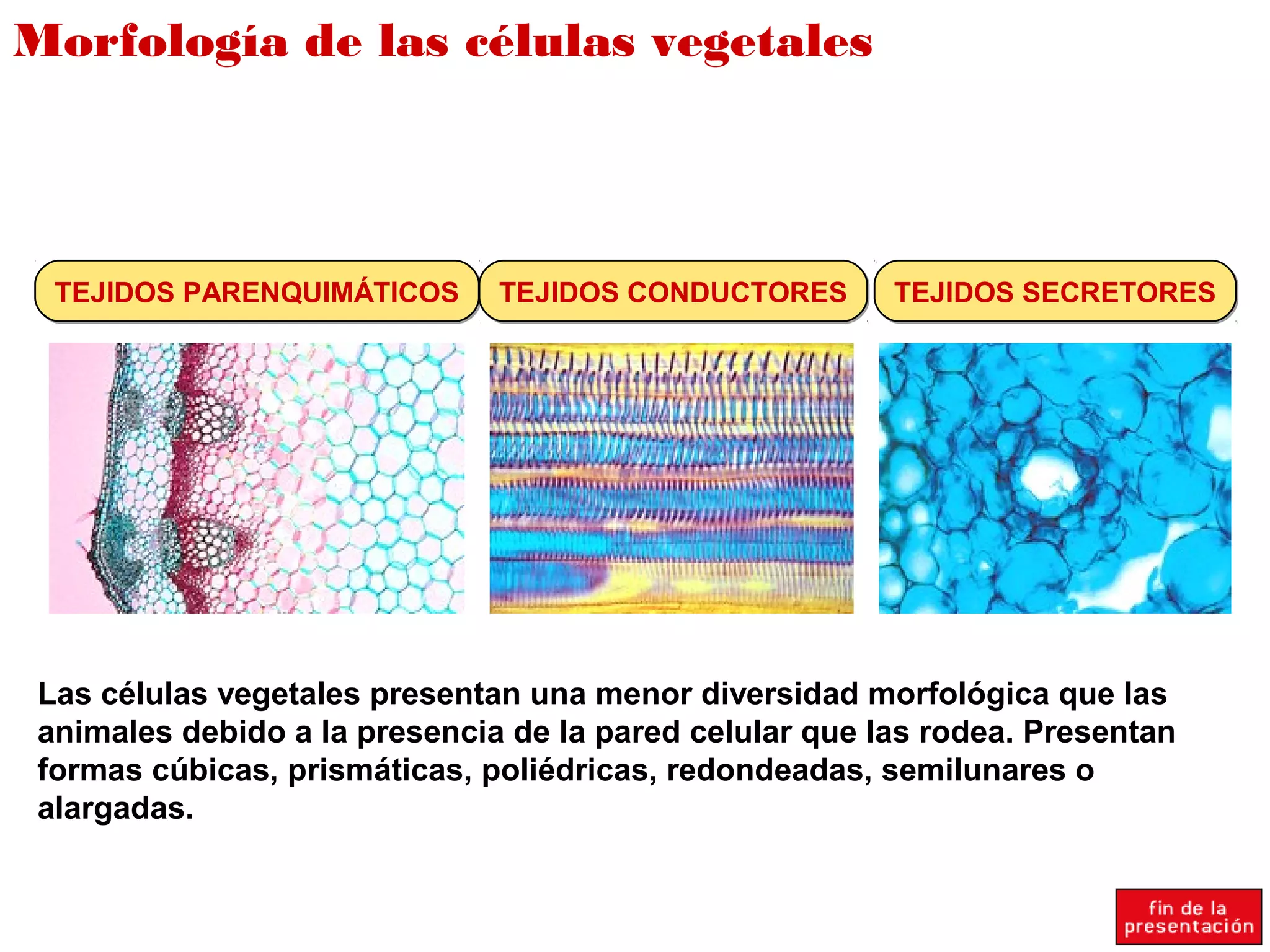 Morfología de las células vegetales
TEJIDOS PARENQUIMÁTICOSTEJIDOS PARENQUIMÁTICOS TEJIDOS CONDUCTORESTEJIDOS CONDUCTORES TEJIDOS SECRETORESTEJIDOS SECRETORES
Las células vegetales presentan una menor diversidad morfológica que las
animales debido a la presencia de la pared celular que las rodea. Presentan
formas cúbicas, prismáticas, poliédricas, redondeadas, semilunares o
alargadas.
 