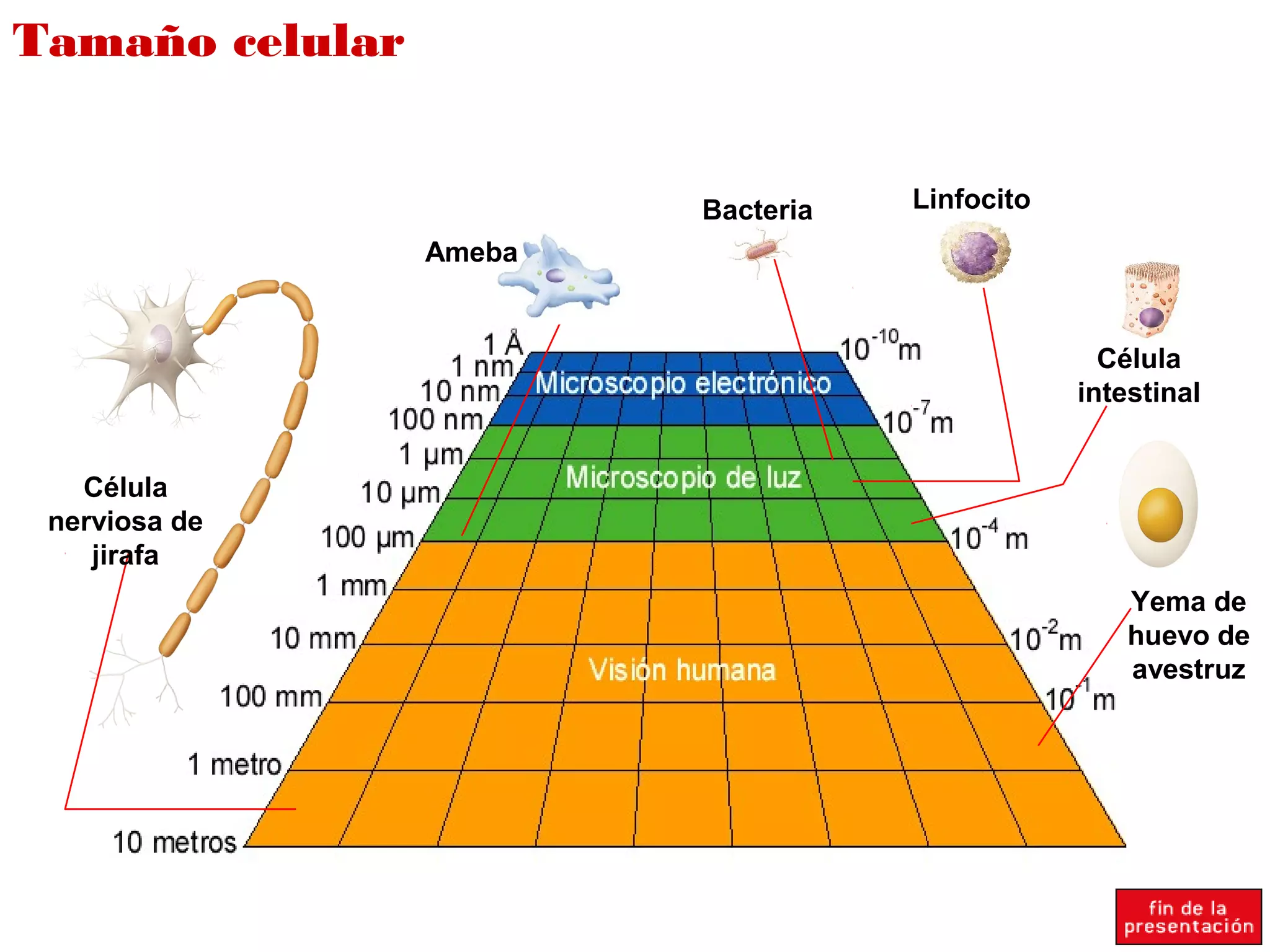 Tamaño celular
Célula
nerviosa de
jirafa
Ameba
Bacteria Linfocito
Yema de
huevo de
avestruz
Célula
intestinal
 