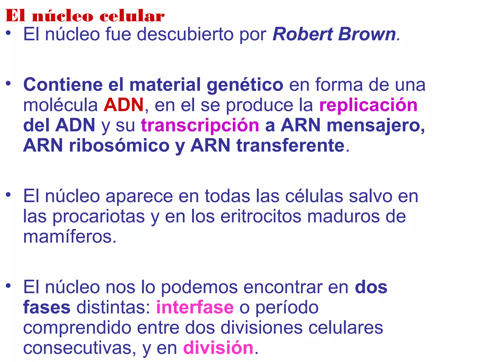 El núcleo celular
• El núcleo fue descubierto por Robert Brown.
• Contiene el material genético en forma de una
molécula ADN, en el se produce la replicación
del ADN y su transcripción a ARN mensajero,
ARN ribosómico y ARN transferente.
• El núcleo aparece en todas las células salvo en
las procariotas y en los eritrocitos maduros de
mamíferos.
• El núcleo nos lo podemos encontrar en dos
fases distintas: interfase o período
comprendido entre dos divisiones celulares
consecutivas, y en división.
 