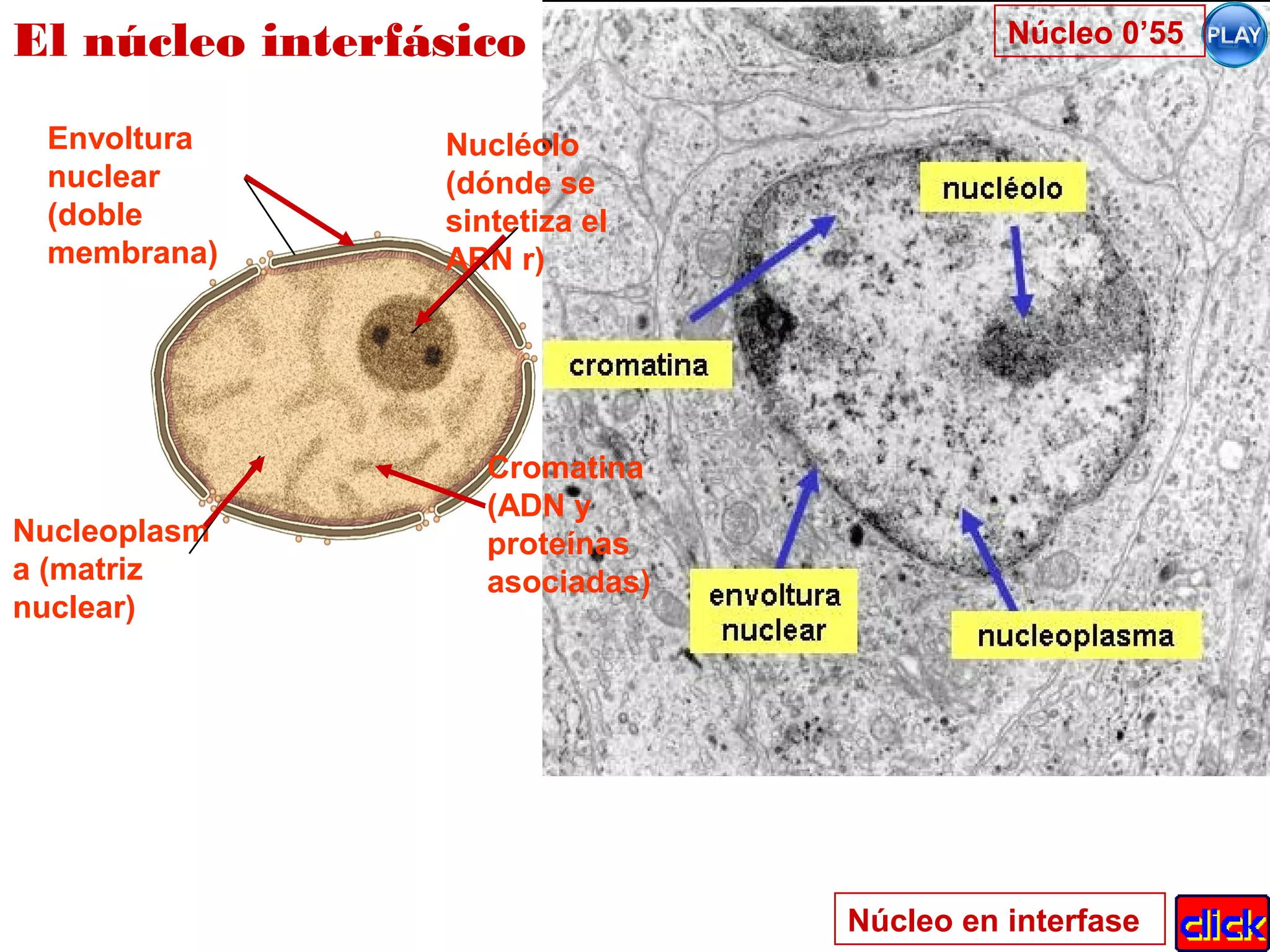 Nucleoplasm
a (matriz
nuclear)
Envoltura
nuclear
(doble
membrana)
Nucléolo
(dónde se
sintetiza el
ARN r)
Cromatina
(ADN y
proteínas
asociadas)
El núcleo interfásico
Núcleo en interfase
Núcleo 0’55
 