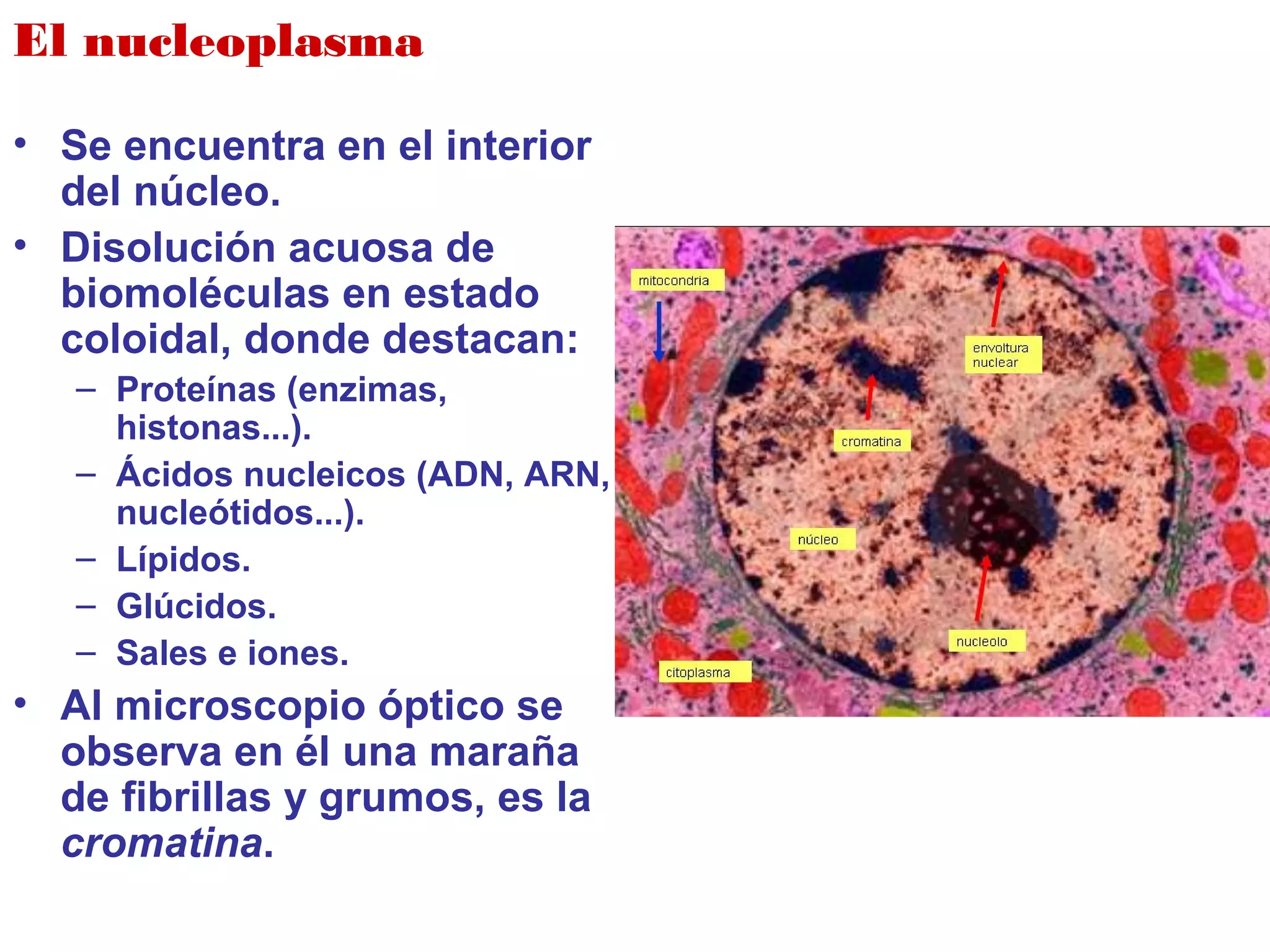 El nucleoplasma
• Se encuentra en el interior
del núcleo.
• Disolución acuosa de
biomoléculas en estado
coloidal, donde destacan:
– Proteínas (enzimas,
histonas...).
– Ácidos nucleicos (ADN, ARN,
nucleótidos...).
– Lípidos.
– Glúcidos.
– Sales e iones.
• Al microscopio óptico se
observa en él una maraña
de fibrillas y grumos, es la
cromatina.
 
