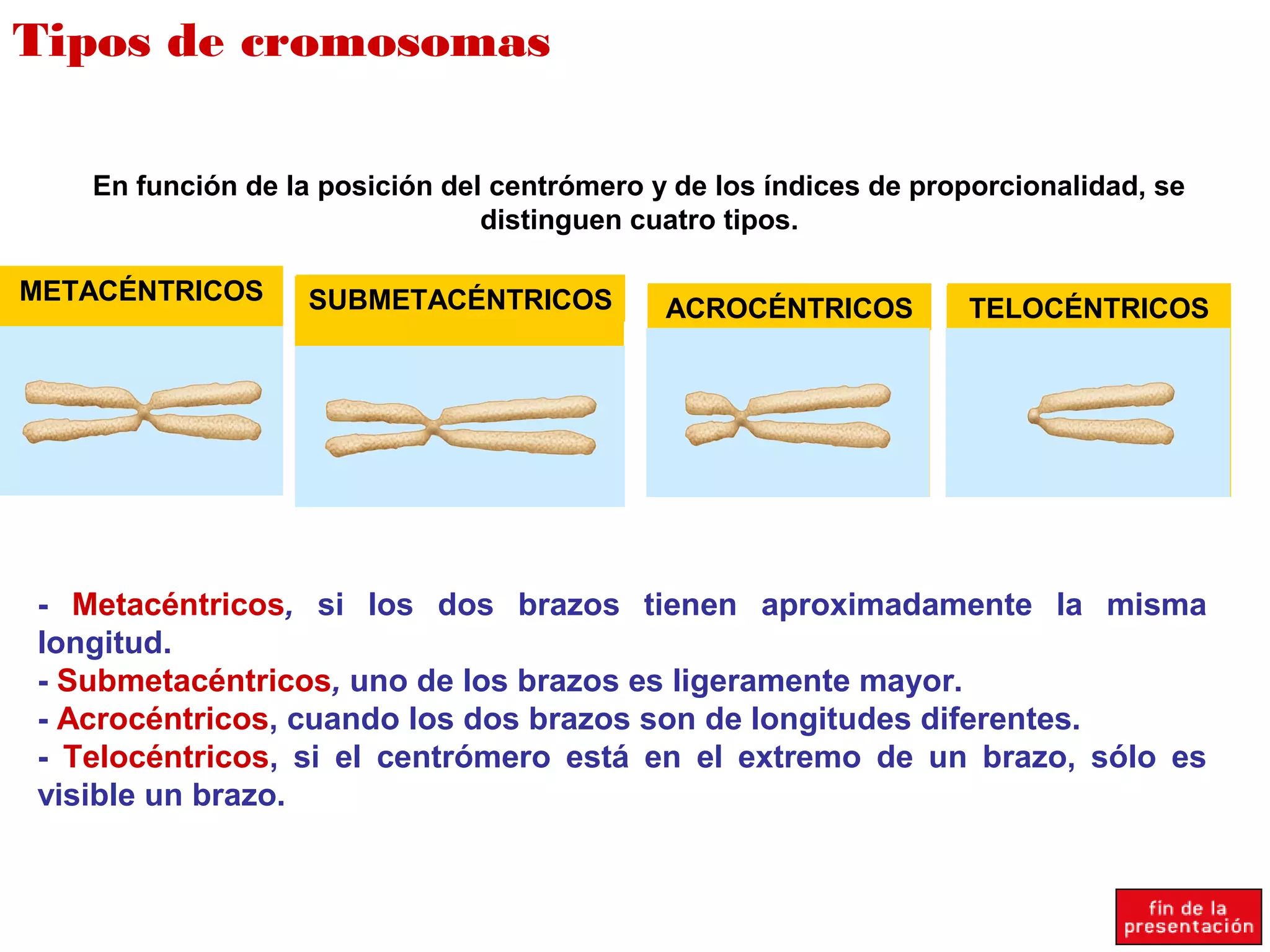 Tipos de cromosomas
TELOCÉNTRICOSACROCÉNTRICOSSUBMETACÉNTRICOSMETACÉNTRICOS
En función de la posición del centrómero y de los índices de proporcionalidad, se
distinguen cuatro tipos.
- Metacéntricos, si los dos brazos tienen aproximadamente la misma
longitud.
- Submetacéntricos, uno de los brazos es ligeramente mayor.
- Acrocéntricos, cuando los dos brazos son de longitudes diferentes.
- Telocéntricos, si el centrómero está en el extremo de un brazo, sólo es
visible un brazo.
 