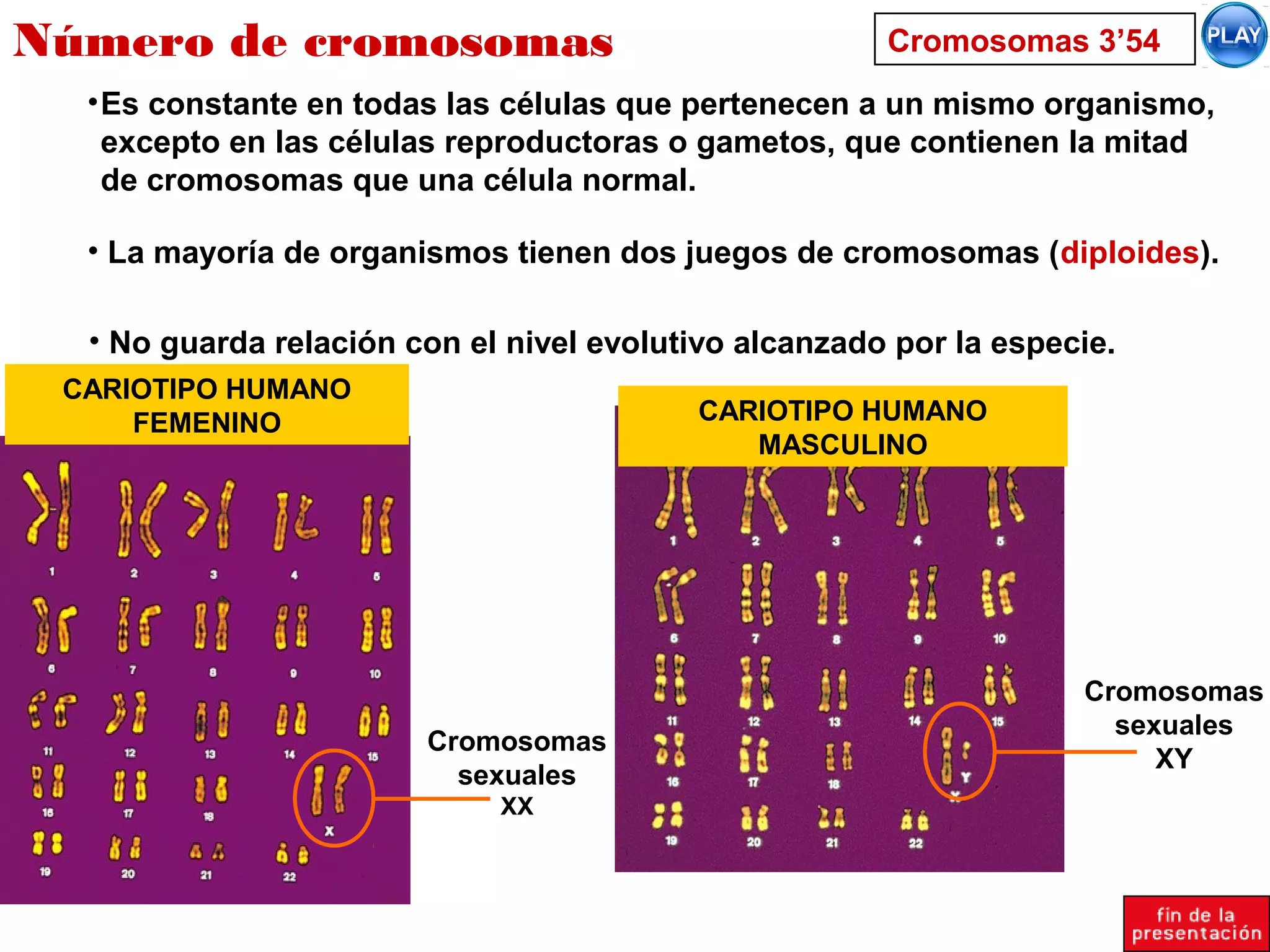 Número de cromosomas
•Es constante en todas las células que pertenecen a un mismo organismo,
excepto en las células reproductoras o gametos, que contienen la mitad
de cromosomas que una célula normal.
• La mayoría de organismos tienen dos juegos de cromosomas (diploides).
• No guarda relación con el nivel evolutivo alcanzado por la especie.
CARIOTIPO HUMANO
FEMENINO CARIOTIPO HUMANO
MASCULINO
Cromosomas
sexuales
XX
Cromosomas
sexuales
XY
Cromosomas 3’54
 