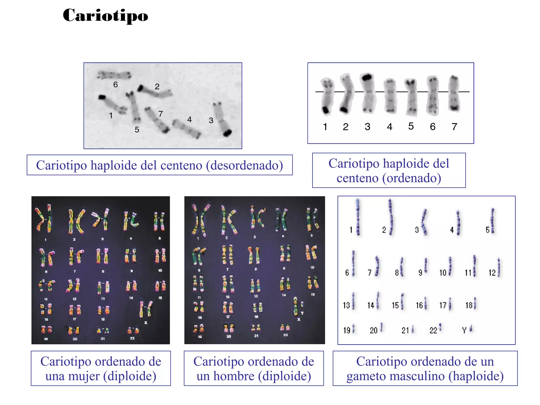 Cariotipo
Cariotipo haploide del centeno (desordenado) Cariotipo haploide del
centeno (ordenado)
Cariotipo ordenado de
una mujer (diploide)
Cariotipo ordenado de un
gameto masculino (haploide)
Cariotipo ordenado de
un hombre (diploide)
 